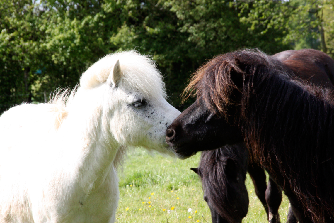 Les Poneys dans la prairie Shamrock