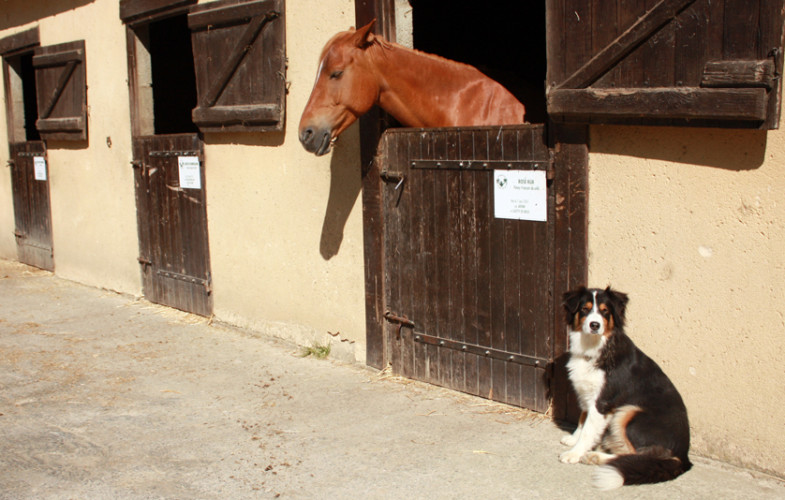 Le Shamrock Poney Club