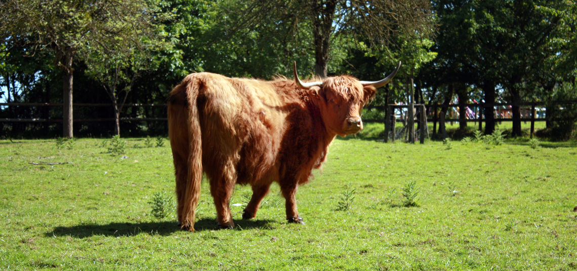 Cloé la vache